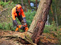 How Our Tree Care Process Works  in  Bethlehem, PA