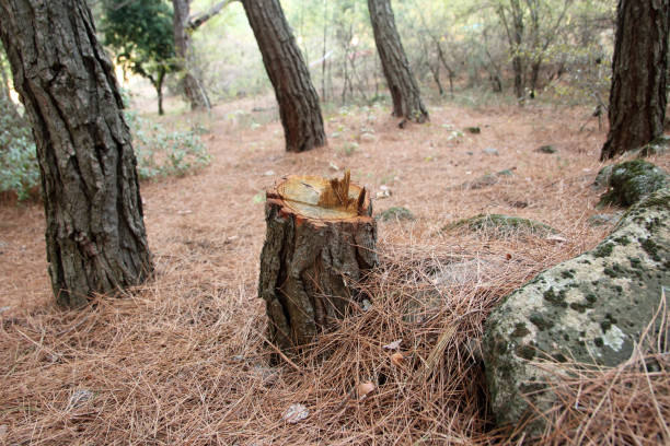 Best Commercial Tree Services  in Bethlehem, PA
