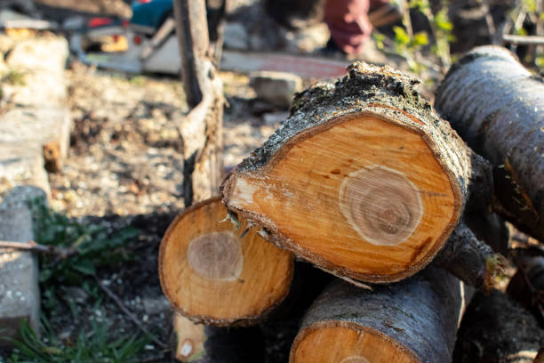 How Our Tree Care Process Works  in  Bethlehem, PA