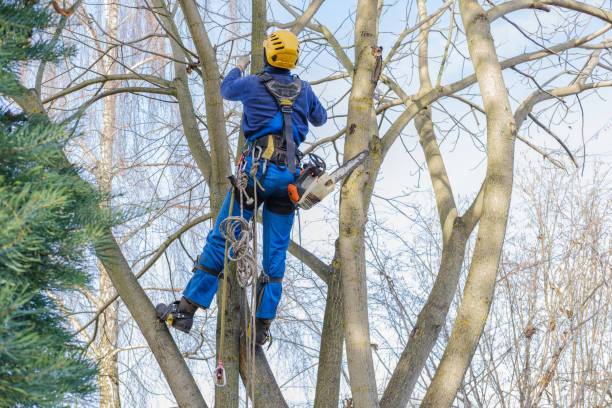 Best Tree Trimming and Pruning  in Bethlehem, PA