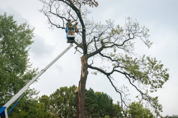 Best Hedge Trimming  in Bethlehem, PA