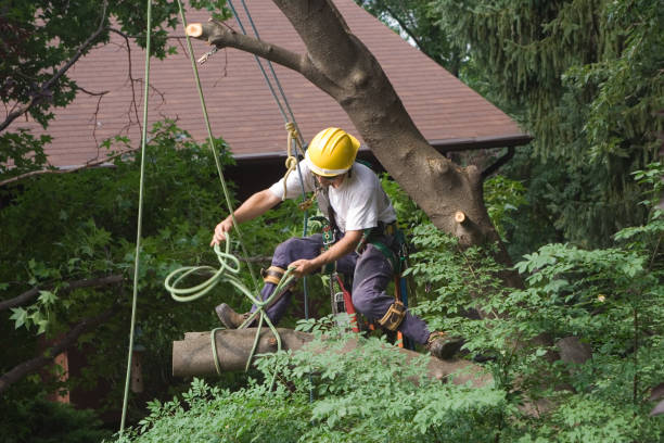 Best Utility Line Clearance  in Bethlehem, PA