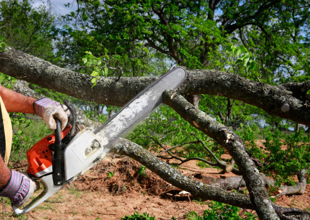 Best Emergency Tree Removal  in Bethlehem, PA